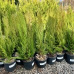 Cyprusovec leylandský (Cupressocyparis leylandii) - výška 40-60 cm, kont. C3L 